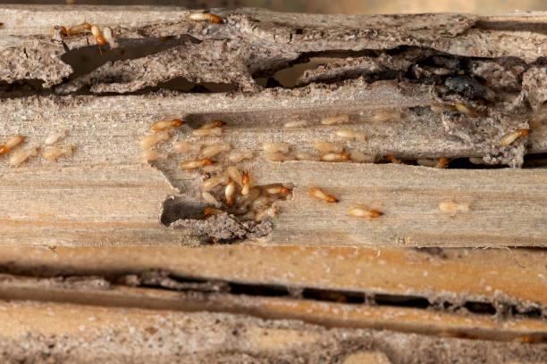 Best Affordable Pest Control Services  in Culloden, WV
