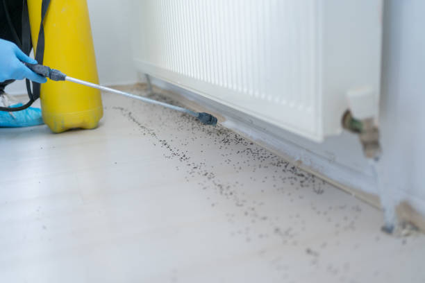 Best Insect Control  in Culloden, WV